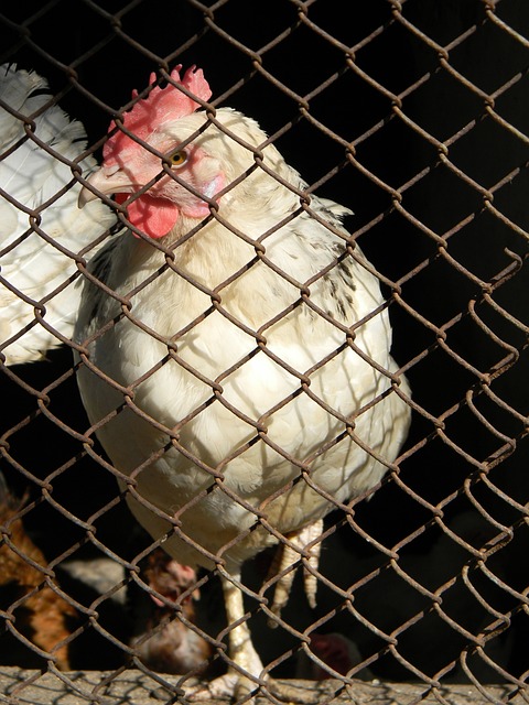 的对抗中失 的对抗中失